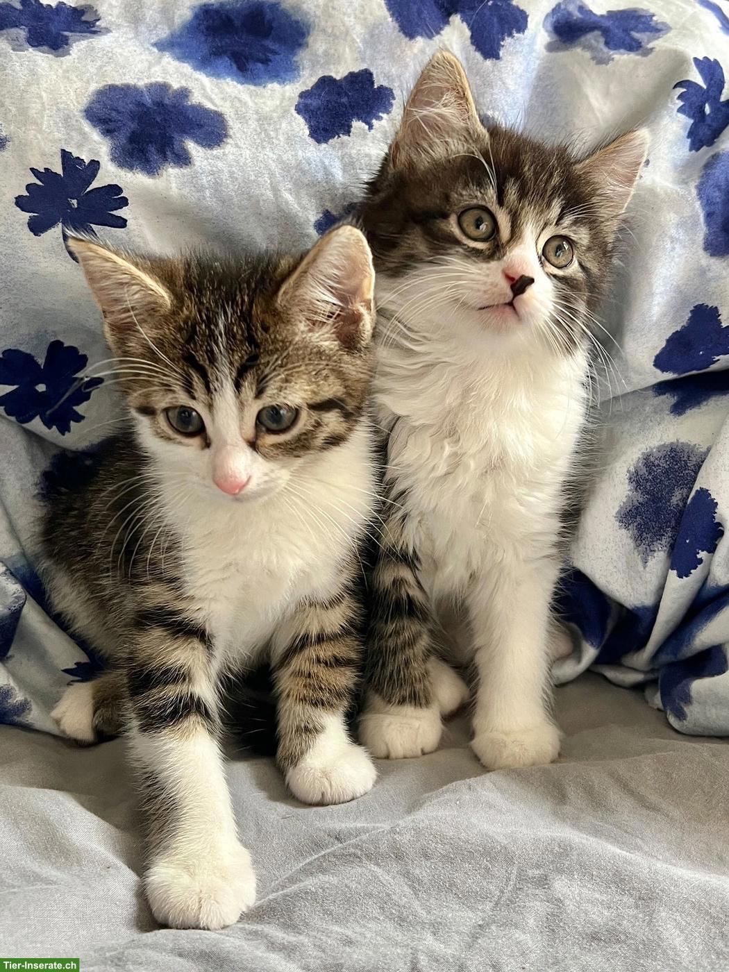 Norwegische Waldkatzen-Mix Kitten, 2 Kater