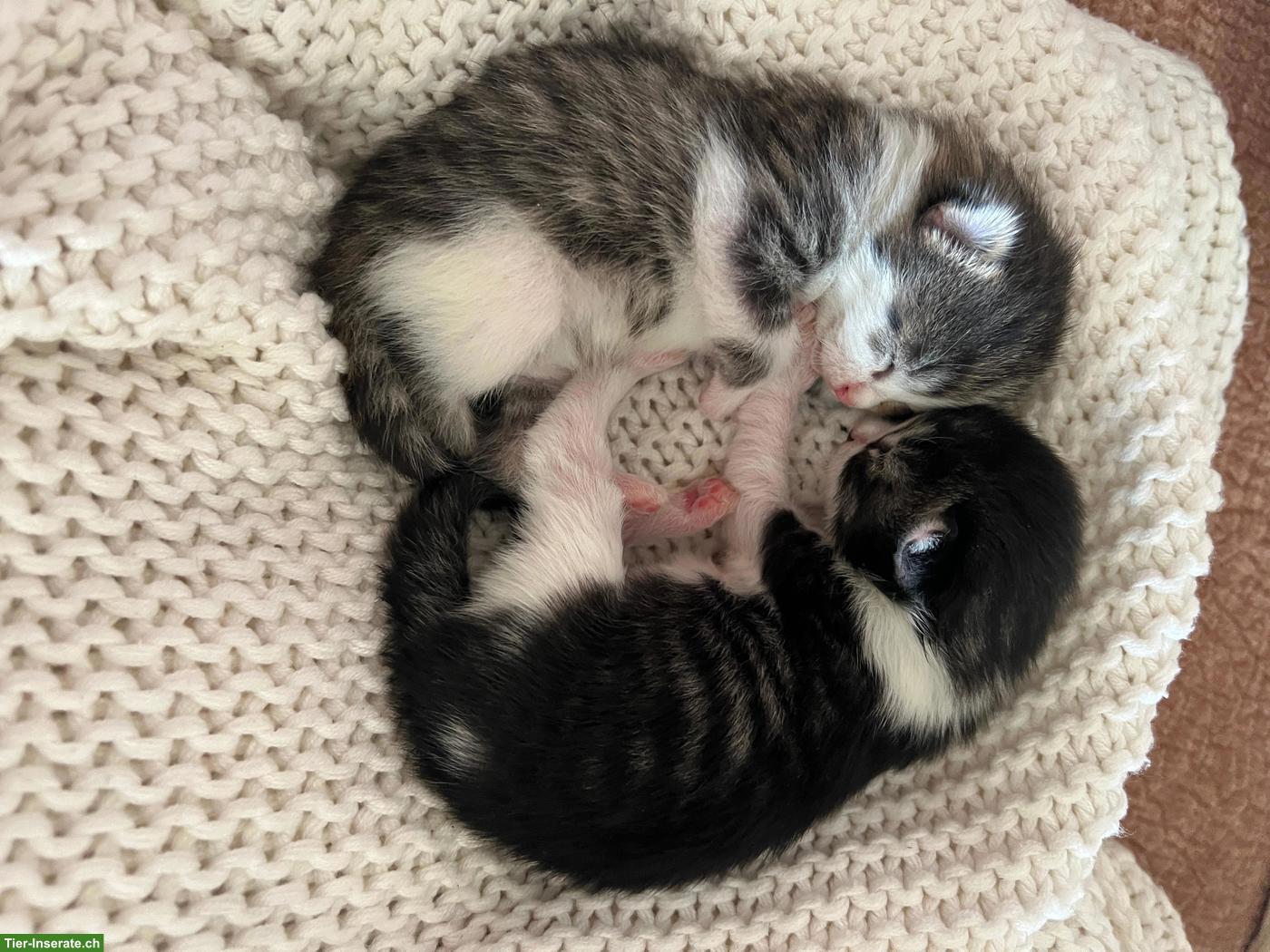 Bild 2: Norwegische Waldkatzen-Mix Kitten, 2 Kater