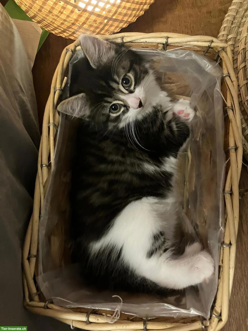 Bild 3: Norwegische Waldkatzen-Mix Kitten, 2 Kater