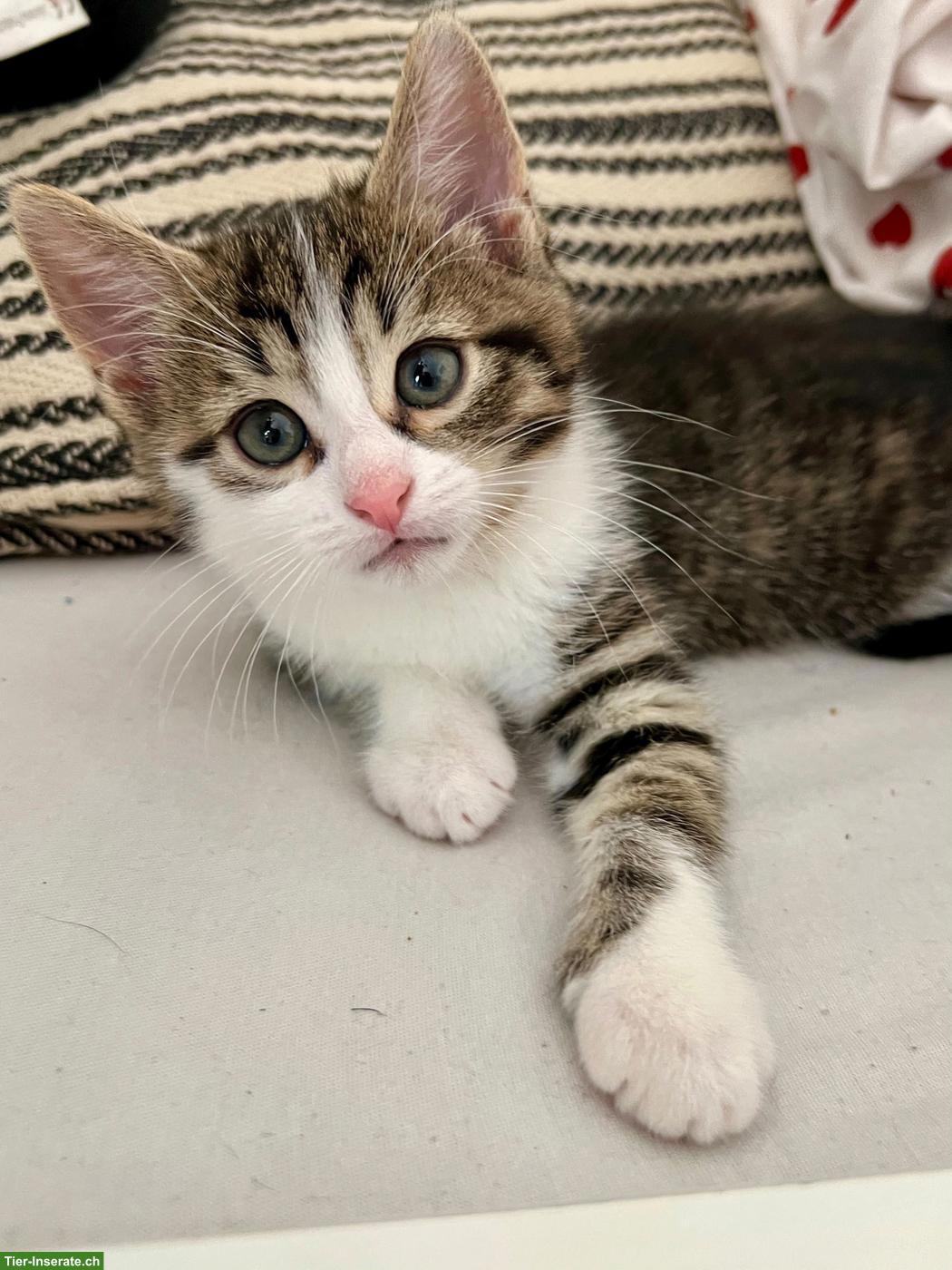 Bild 4: Norwegische Waldkatzen-Mix Kitten, 2 Kater