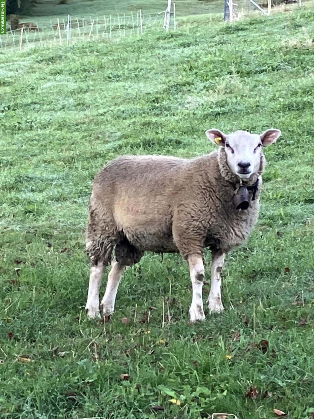 Junger Texel Schafbock