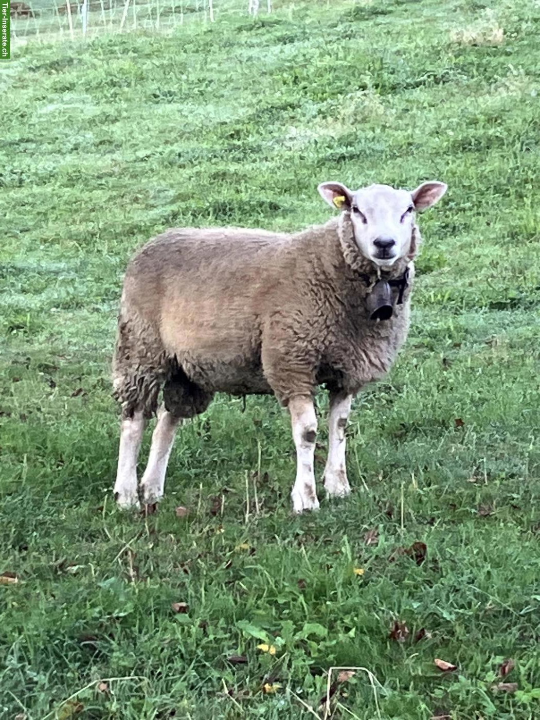 Bild 2: Junger Texel Schafbock