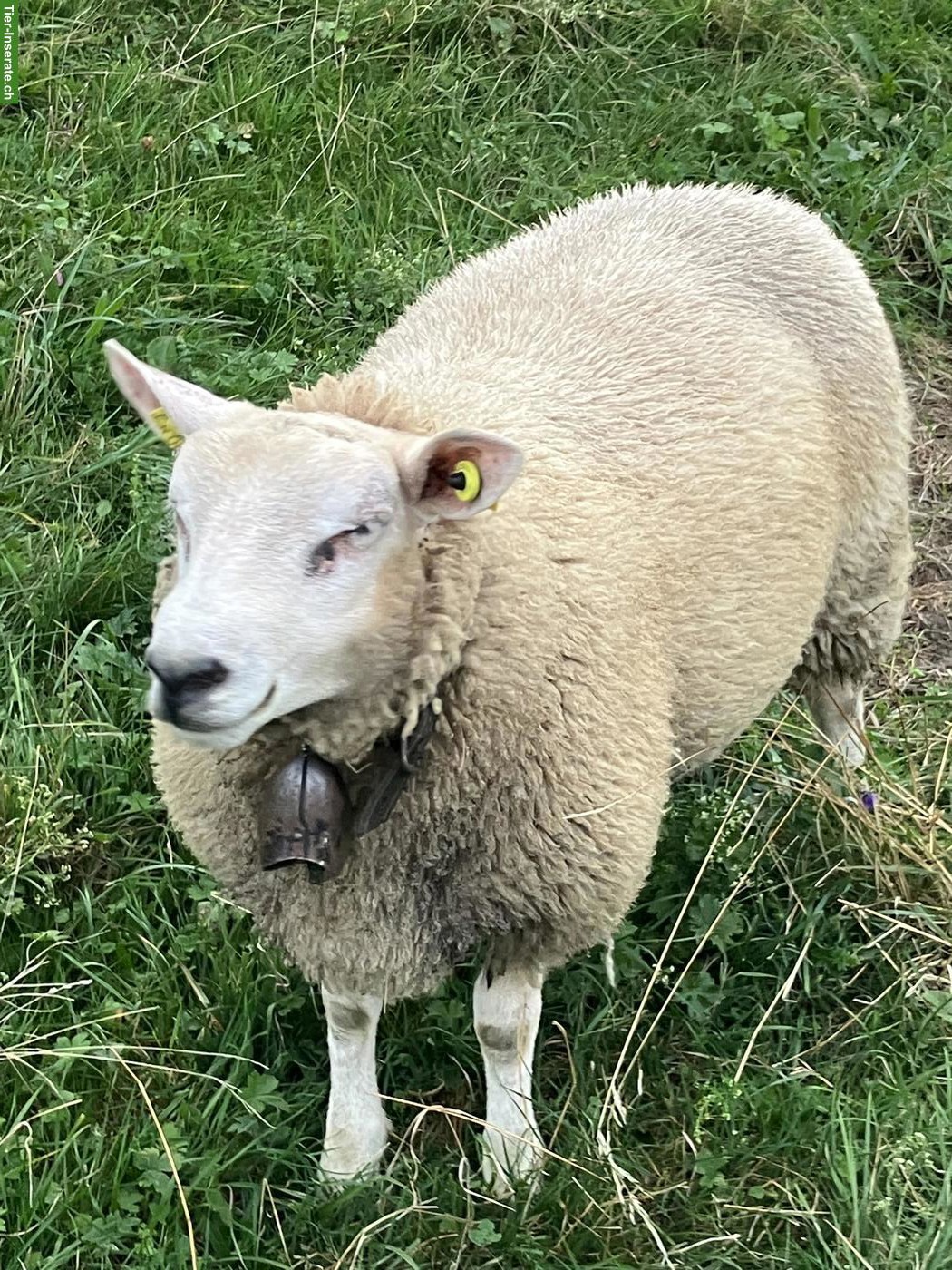 Bild 3: Junger Texel Schafbock