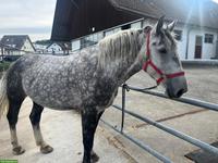 Wunderschöne Polnische Warmblut-Stute (5J.) sucht Für-immer-Zuhause