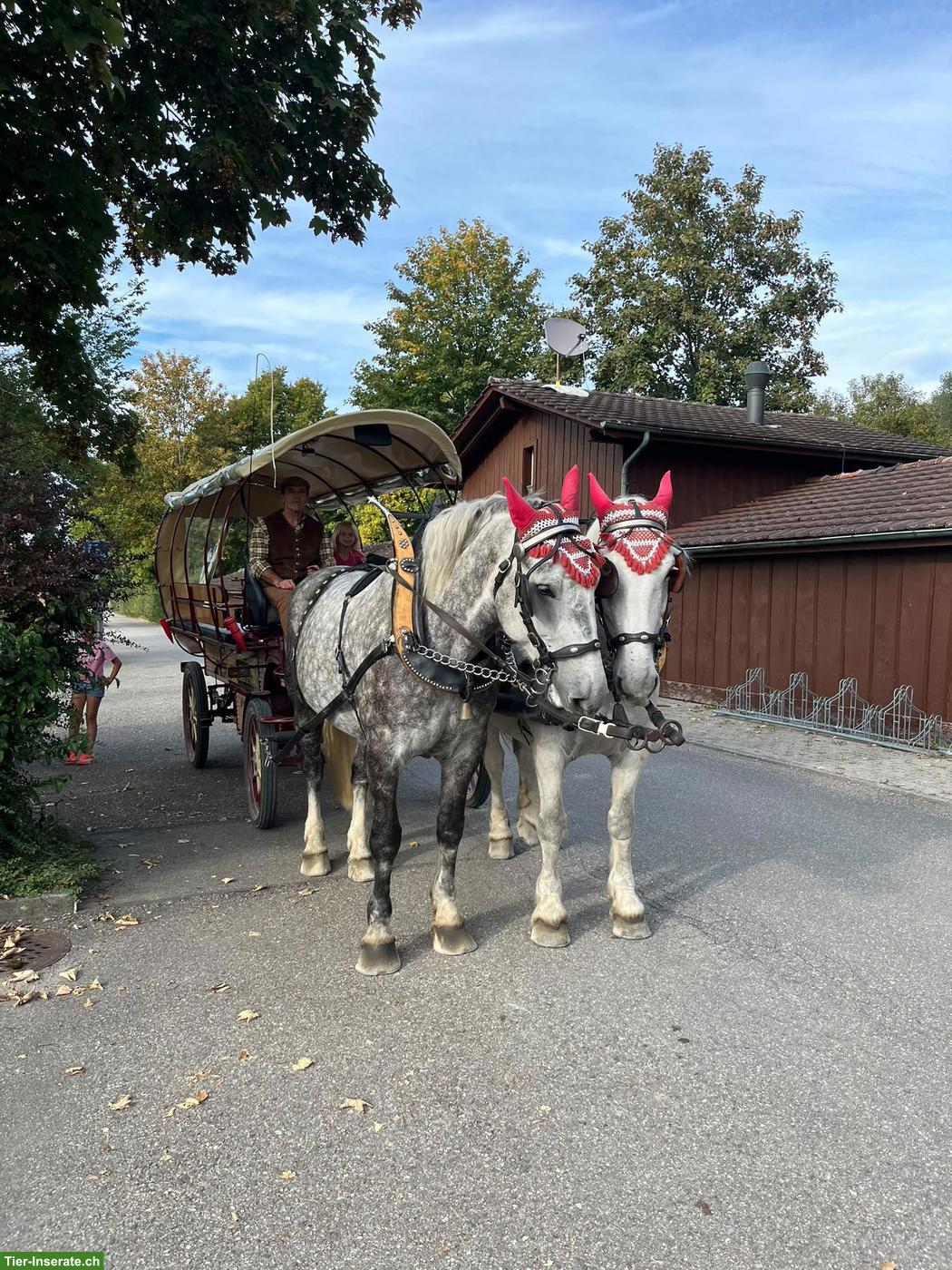 Bild 2: Wunderschöne Polnische Warmblut-Stute (5J.) sucht Für-immer-Zuhause