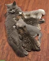 BKH Kitten suchen ein liebevolles Zuhause