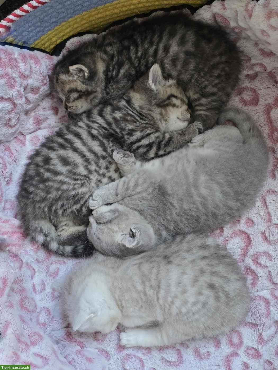 Bild 2: BKH Kitten suchen ein liebevolles Zuhause