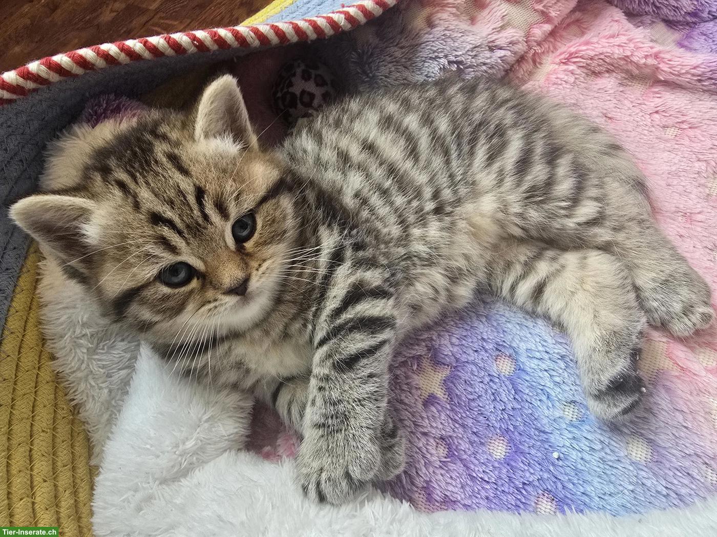 Bild 3: BKH Kitten suchen ein liebevolles Zuhause