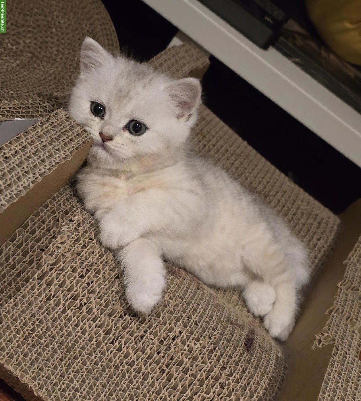 Bild 4: BKH Kitten suchen ein liebevolles Zuhause