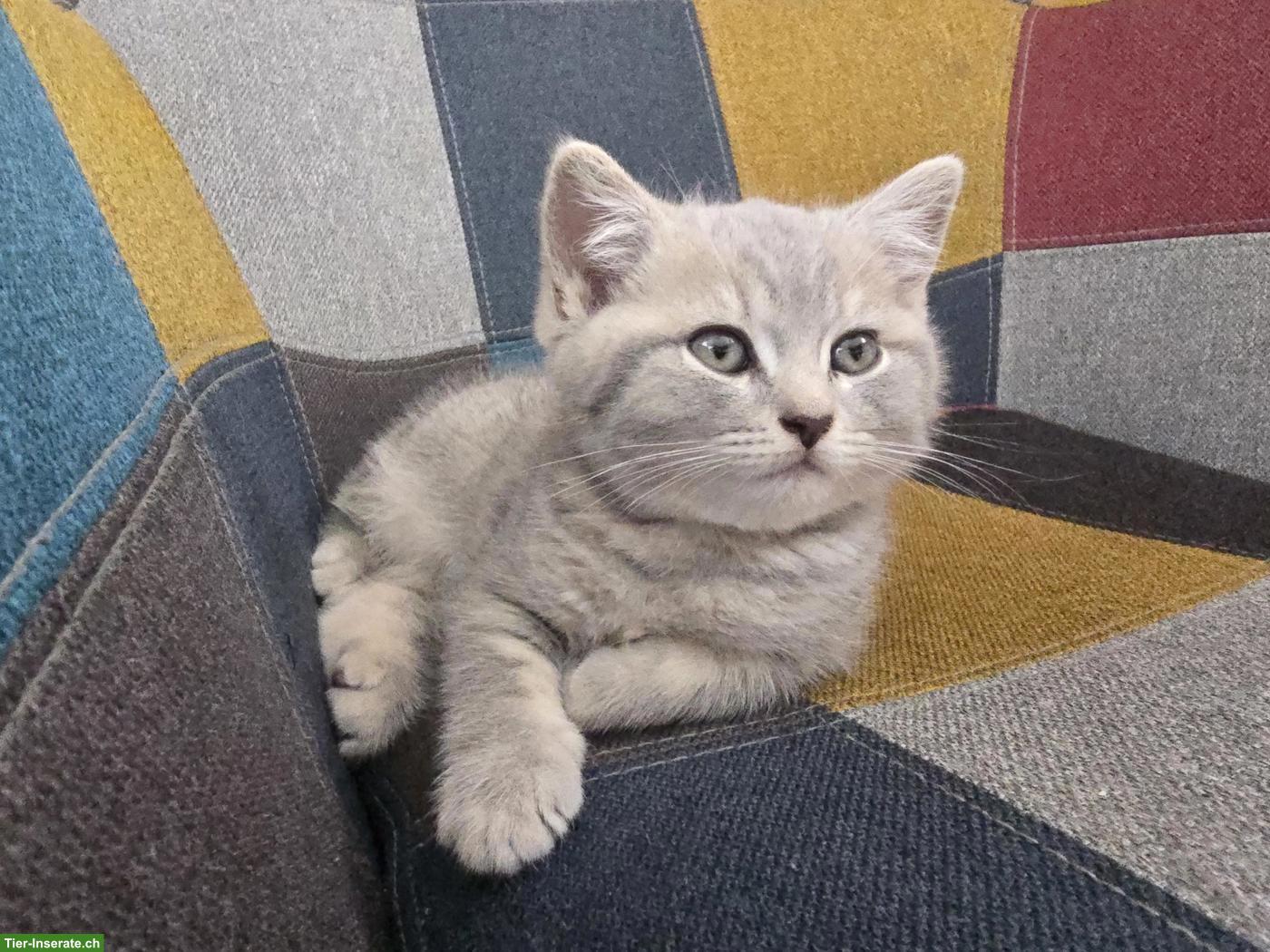 Bild 5: BKH Kitten suchen ein liebevolles Zuhause