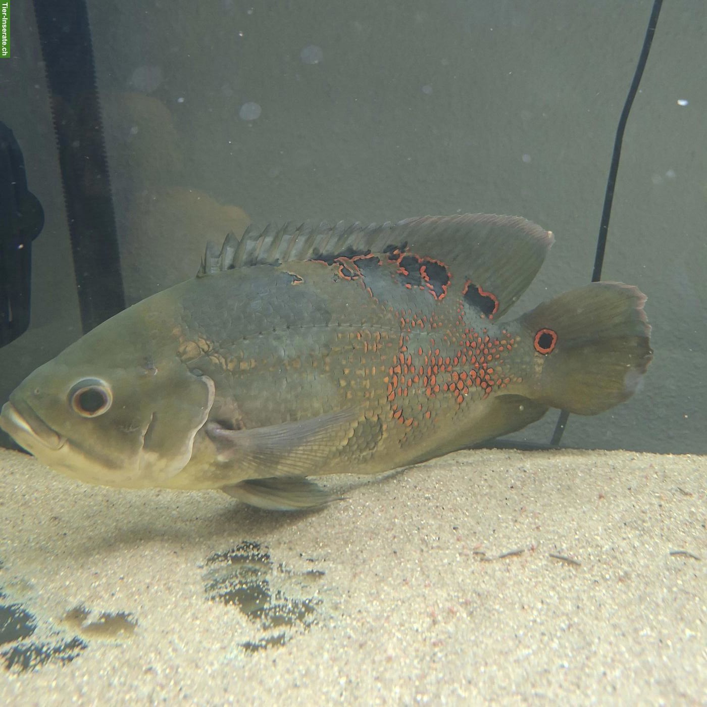 Bild 2: Wunderschöner Tiger-Oscar / Pfauenaugenbuntbarsch ca. 30 cm