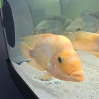 Zitronenbuntbarsch / Midas Buntbarsch (30 cm & 20-25 cm)