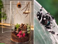 Springspinnen Komplettset - Phidippus regius Apalachicola
