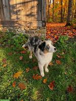 Lebensfrohe Mini-Aussie-Hündin Cassy sucht ihr Zuhause