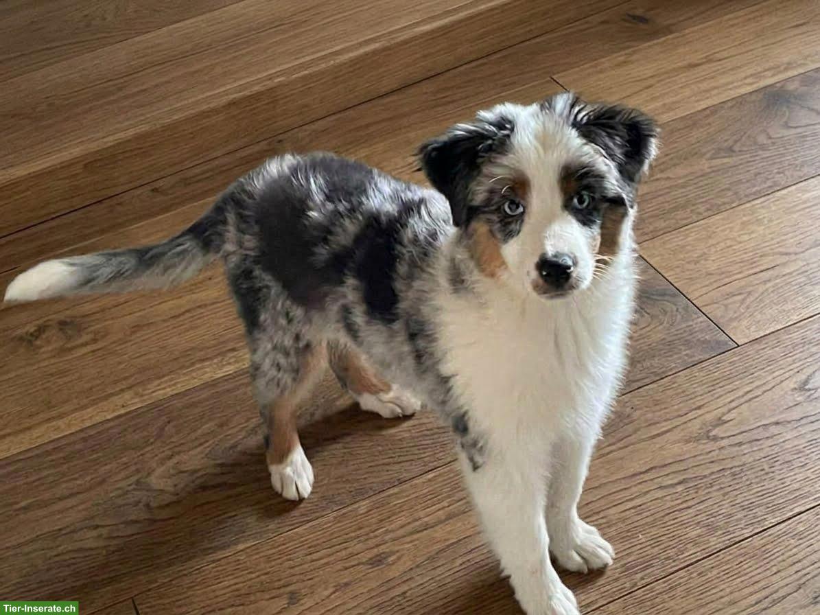 Bild 2: Lebensfrohe Mini-Aussie-Hündin Cassy sucht ihr Zuhause