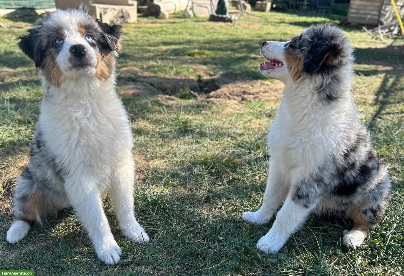 Bild 4: Lebensfrohe Mini-Aussie-Hündin Cassy sucht ihr Zuhause