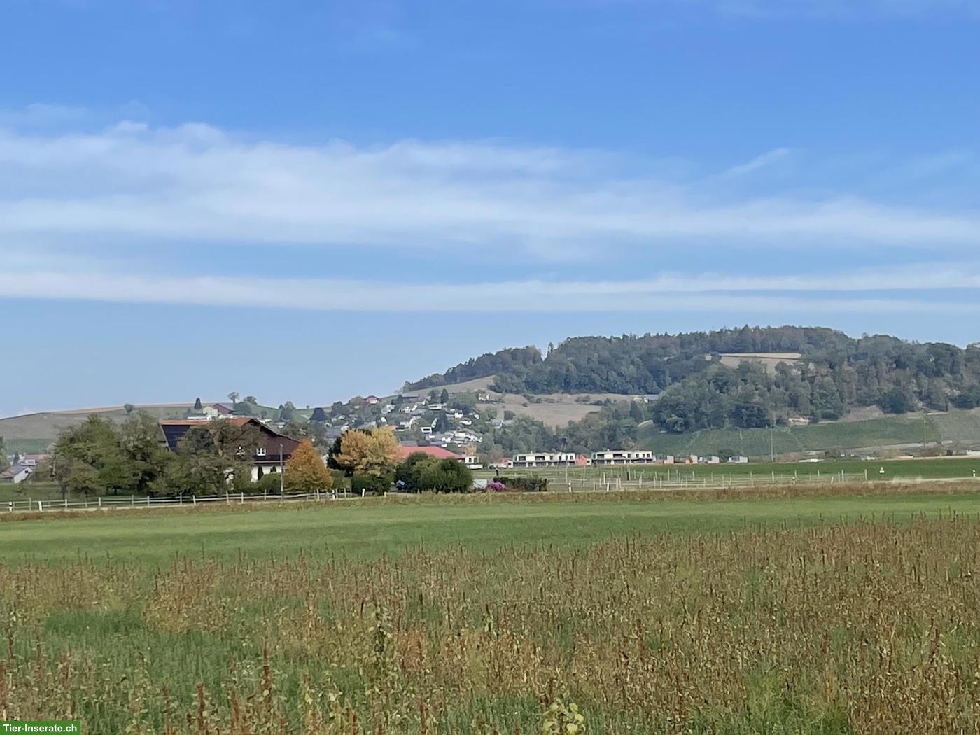 Toller Pensionsplatz für älteres Islandpferd in Eglisau