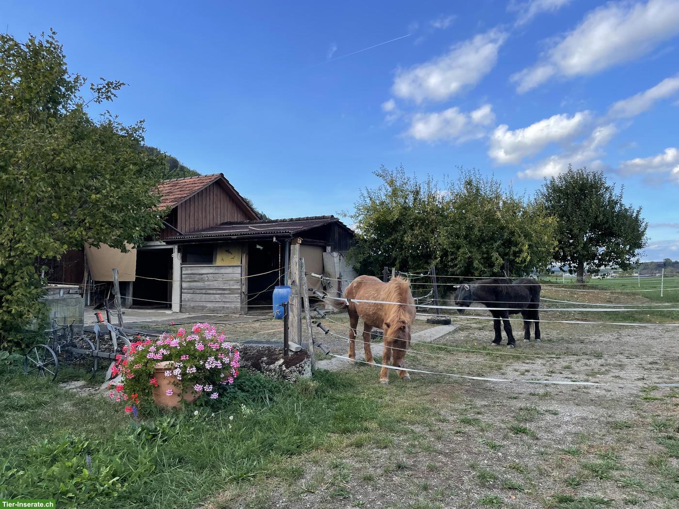 Bild 4: Toller Pensionsplatz für älteres Islandpferd in Eglisau