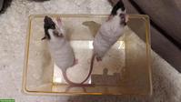 2 Rattenbabys, männliche, handzahm