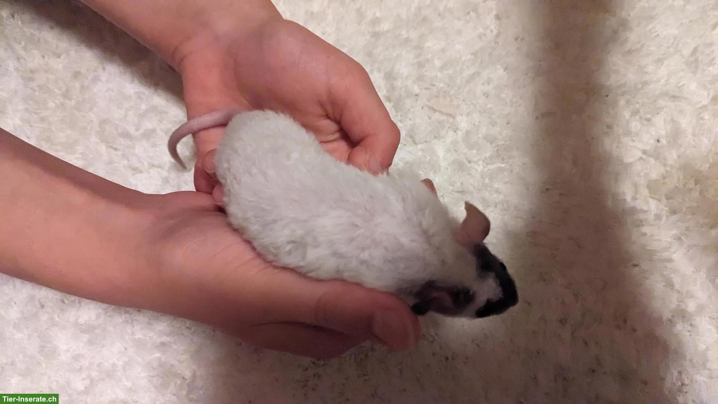 Bild 2: 2 Rattenbabys, männliche, handzahm