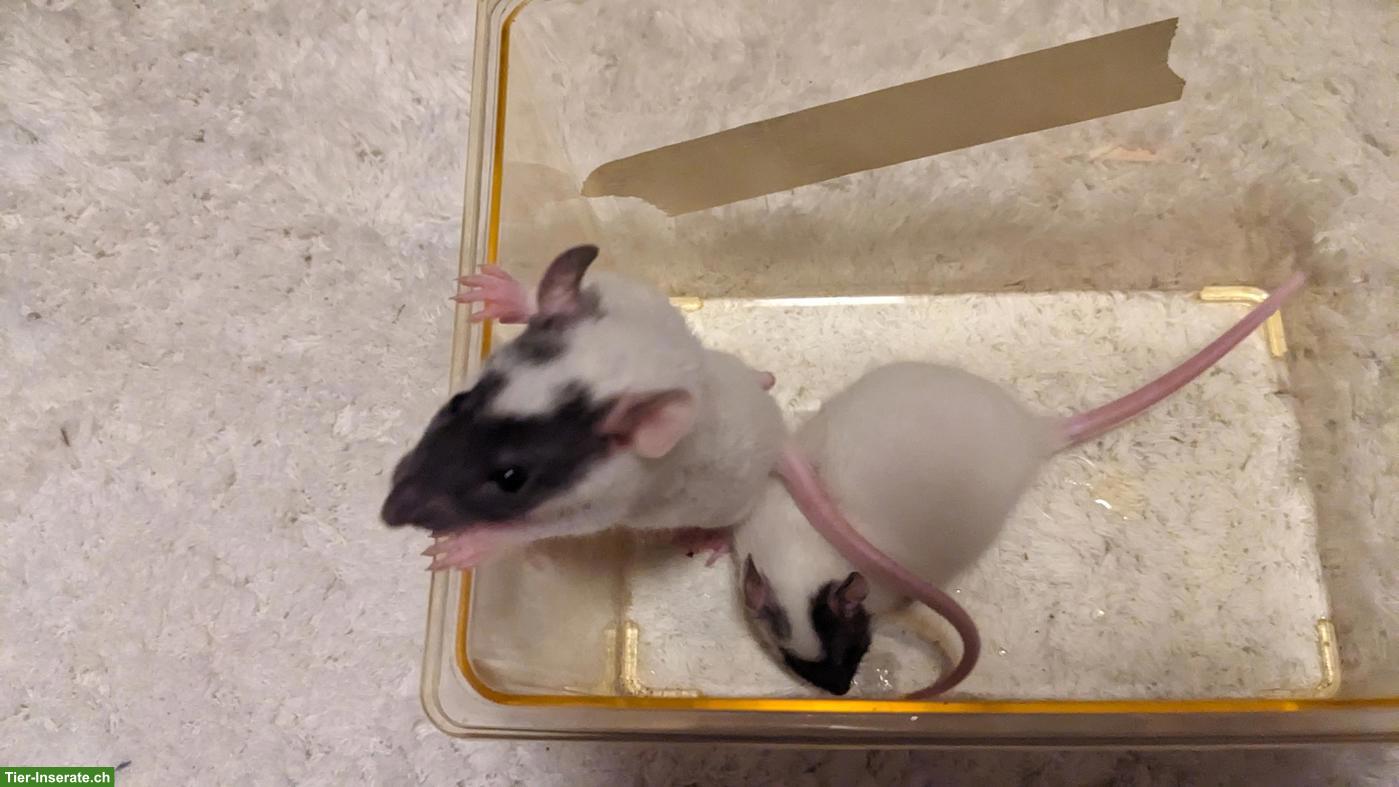 Bild 3: 2 Rattenbabys, männliche, handzahm