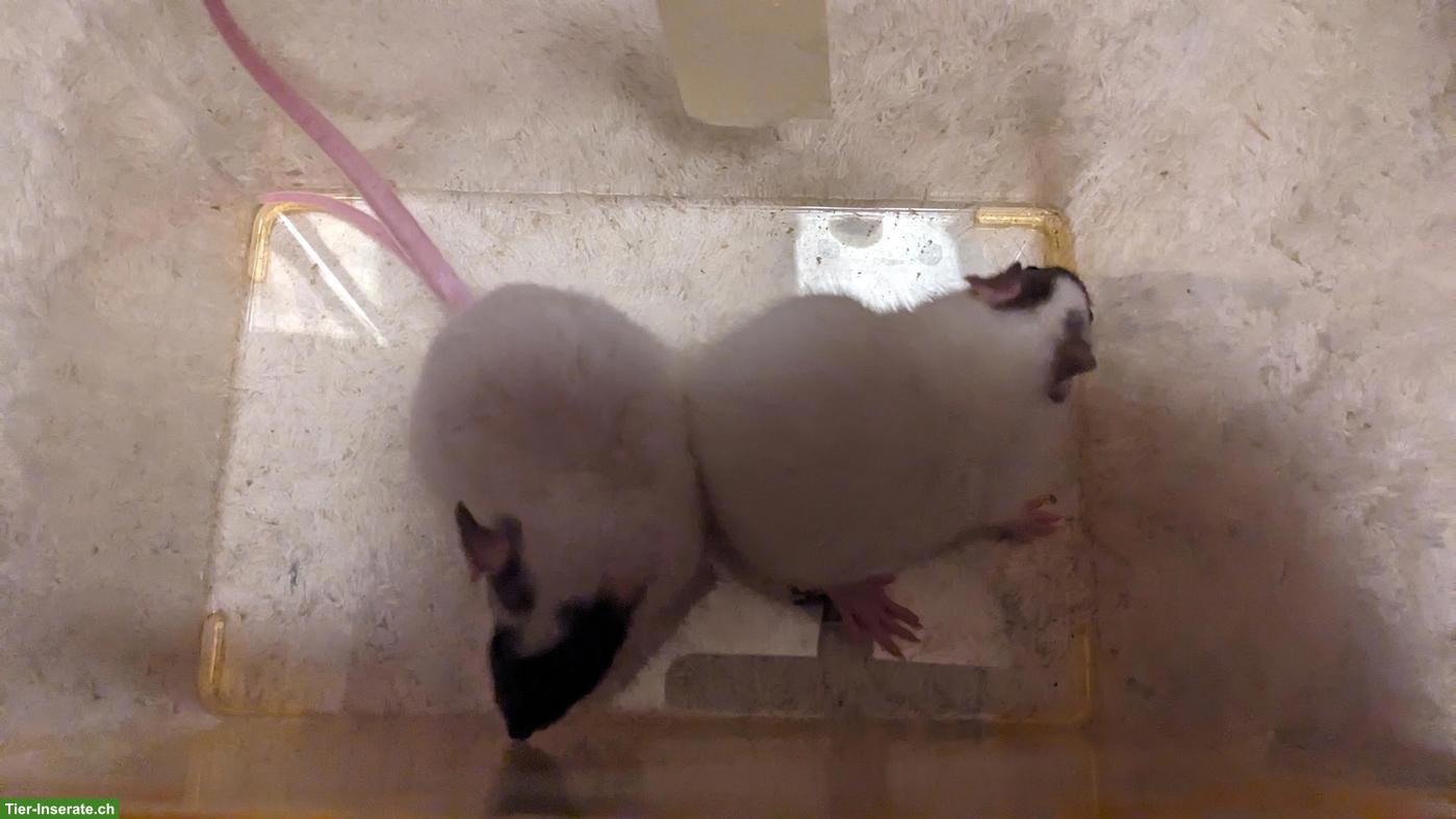 Bild 6: 2 Rattenbabys, männliche, handzahm