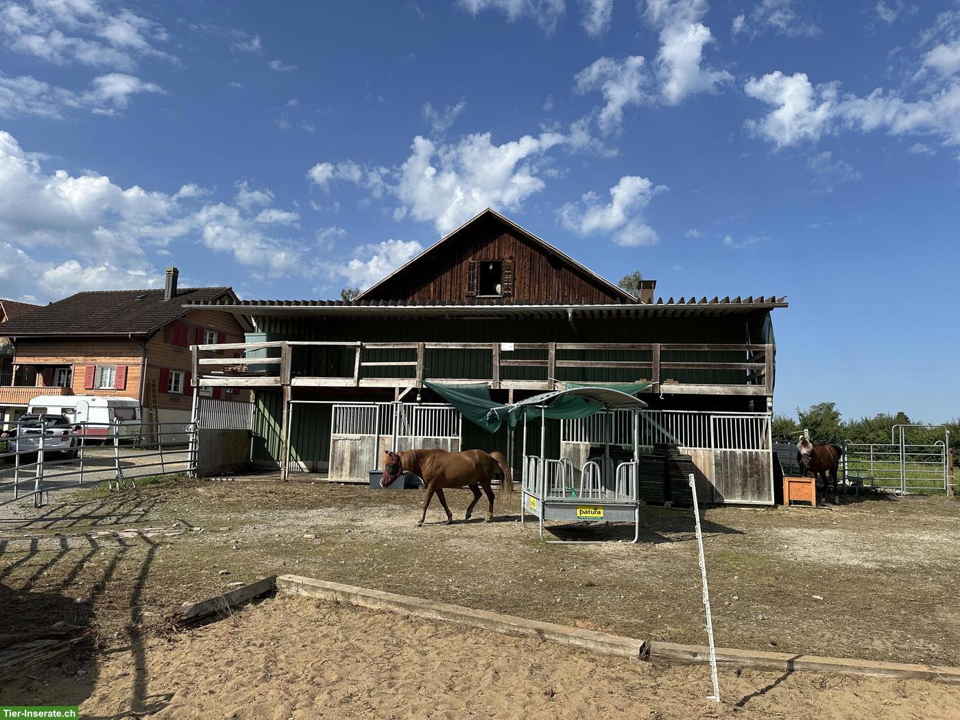 Offenstall oder Auslaufboxen / auch für Hengst im Thurgau