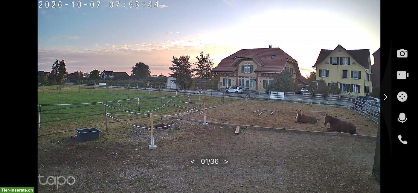 Bild 2: Offenstall oder Auslaufboxen / auch für Hengst im Thurgau