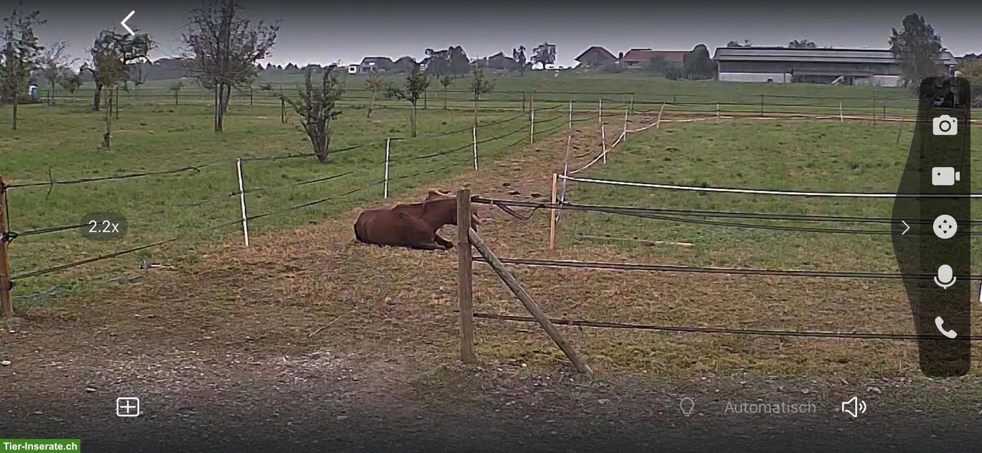 Bild 3: Offenstall oder Auslaufboxen / auch für Hengst im Thurgau