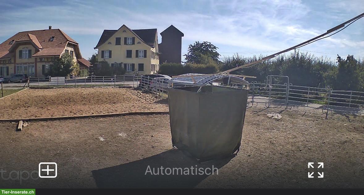 Bild 4: Offenstall oder Auslaufboxen / auch für Hengst im Thurgau