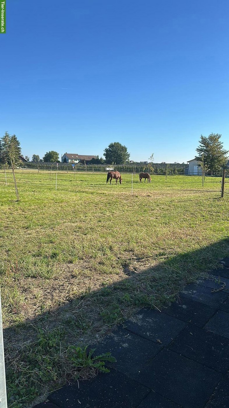 Bild 6: Offenstall oder Auslaufboxen / auch für Hengst im Thurgau
