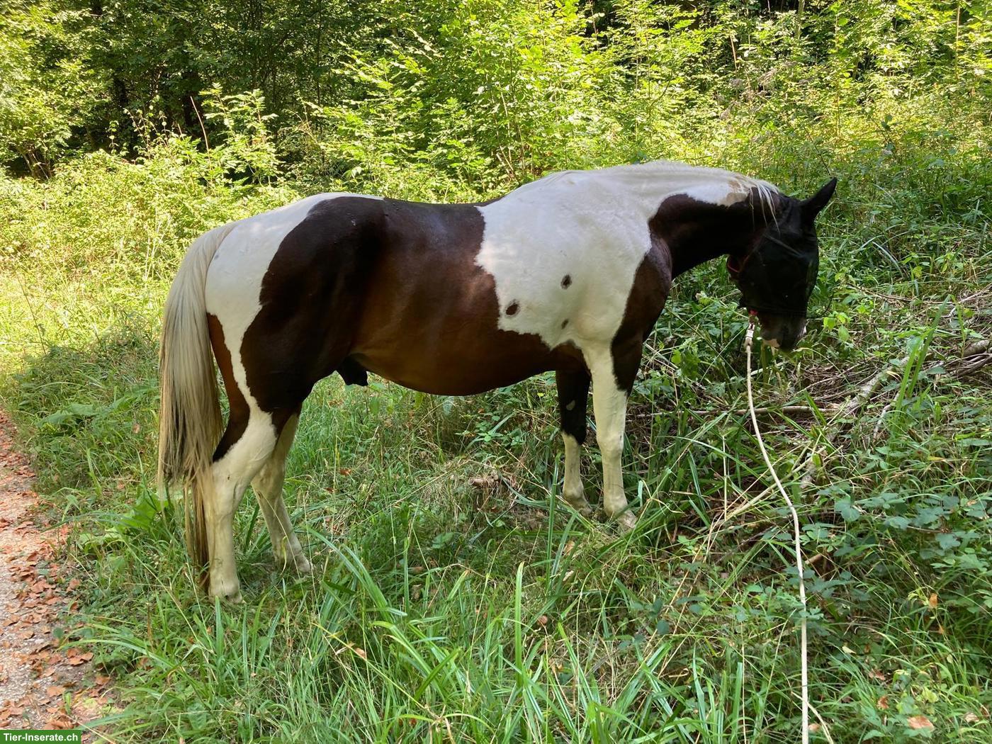 Pflegebeteiligung für Paint-Horse in Schleitheim SH