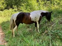 Pflegebeteiligung für Paint-Horse in Schleitheim SH