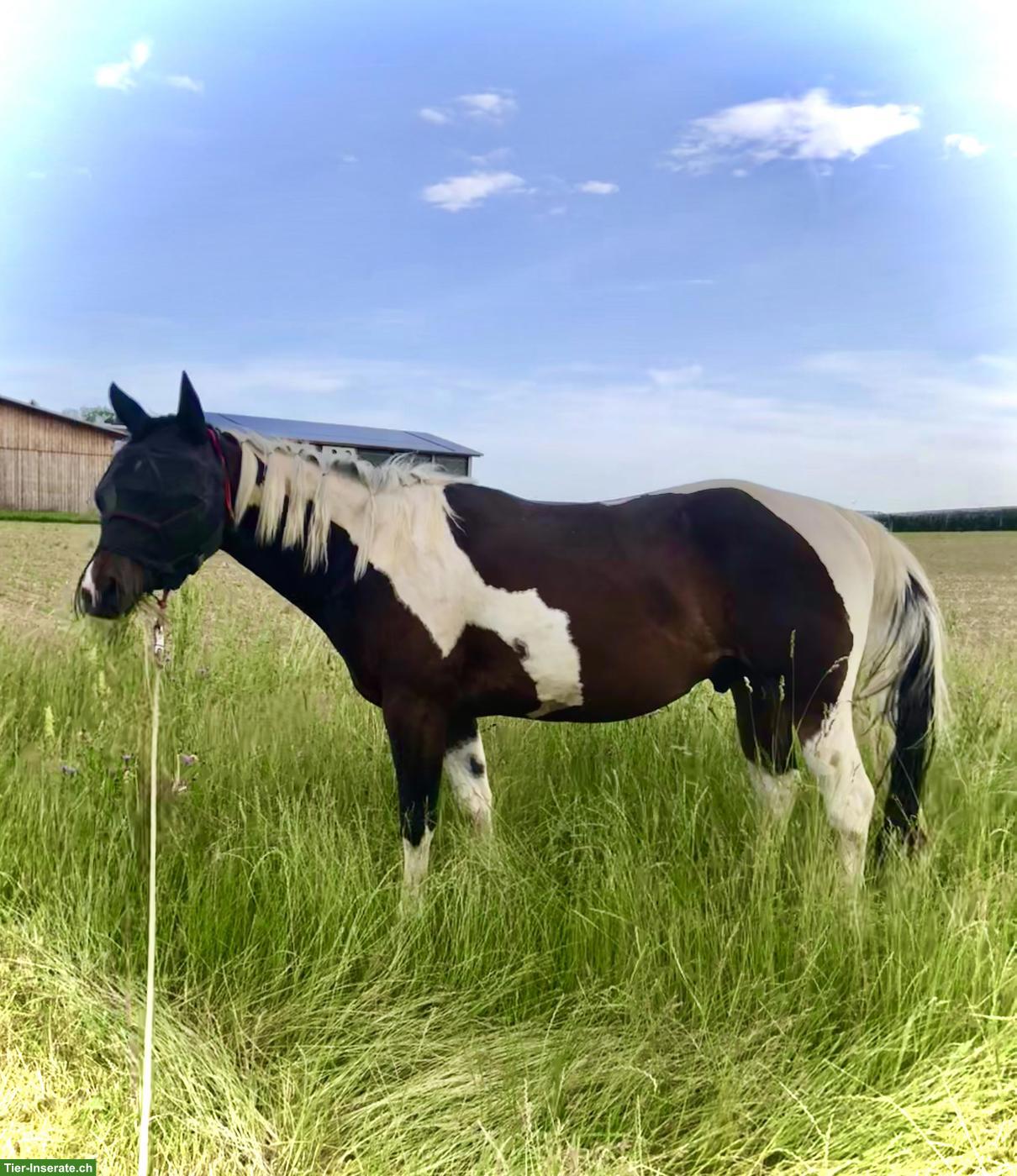 Bild 2: Pflegebeteiligung für Paint-Horse in Schleitheim SH