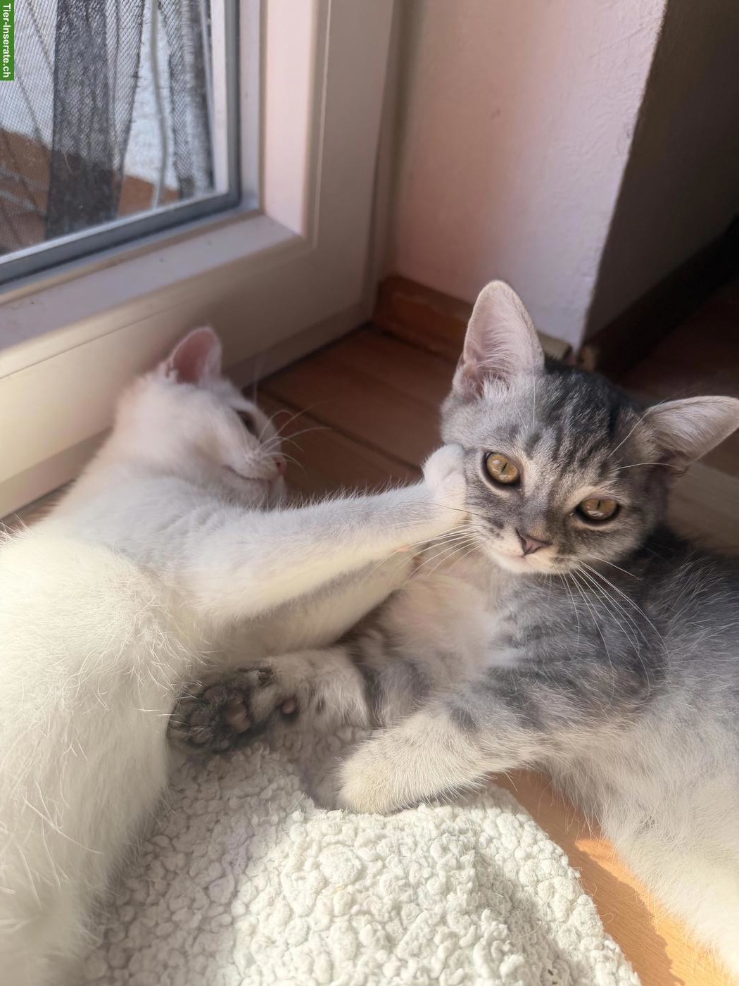 Bild 2: 2 BKH / BLH Mix Kater