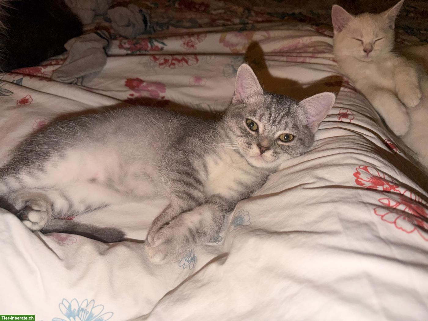 Bild 3: 2 BKH / BLH Mix Kater