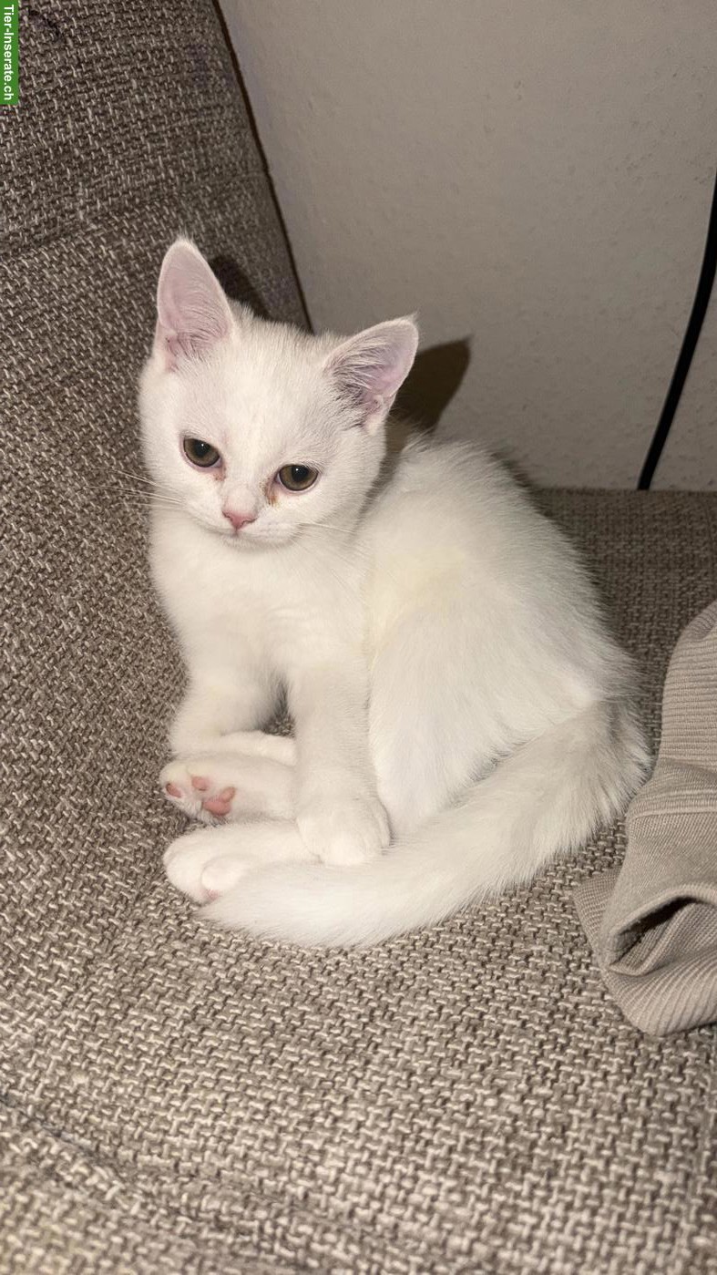 Bild 4: 2 BKH / BLH Mix Kater