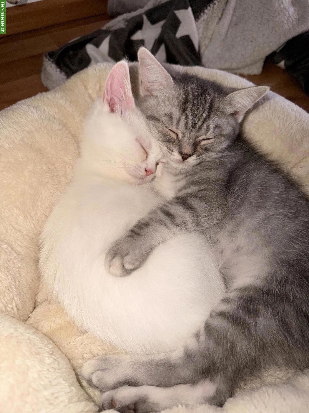 Bild 5: 2 BKH / BLH Mix Kater