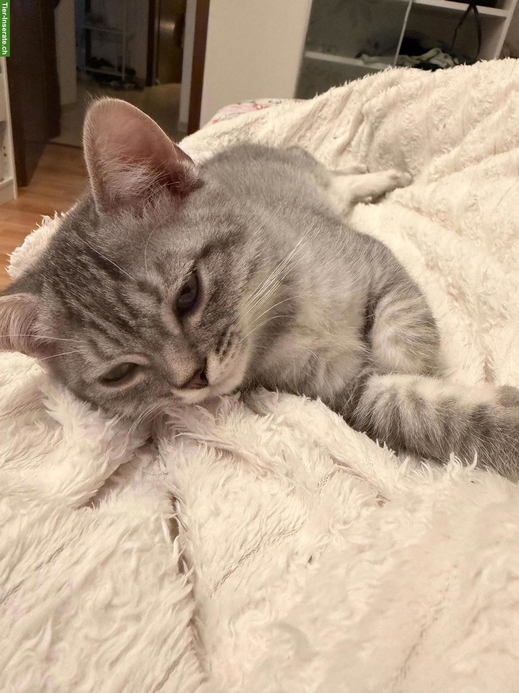 Bild 6: 2 BKH / BLH Mix Kater