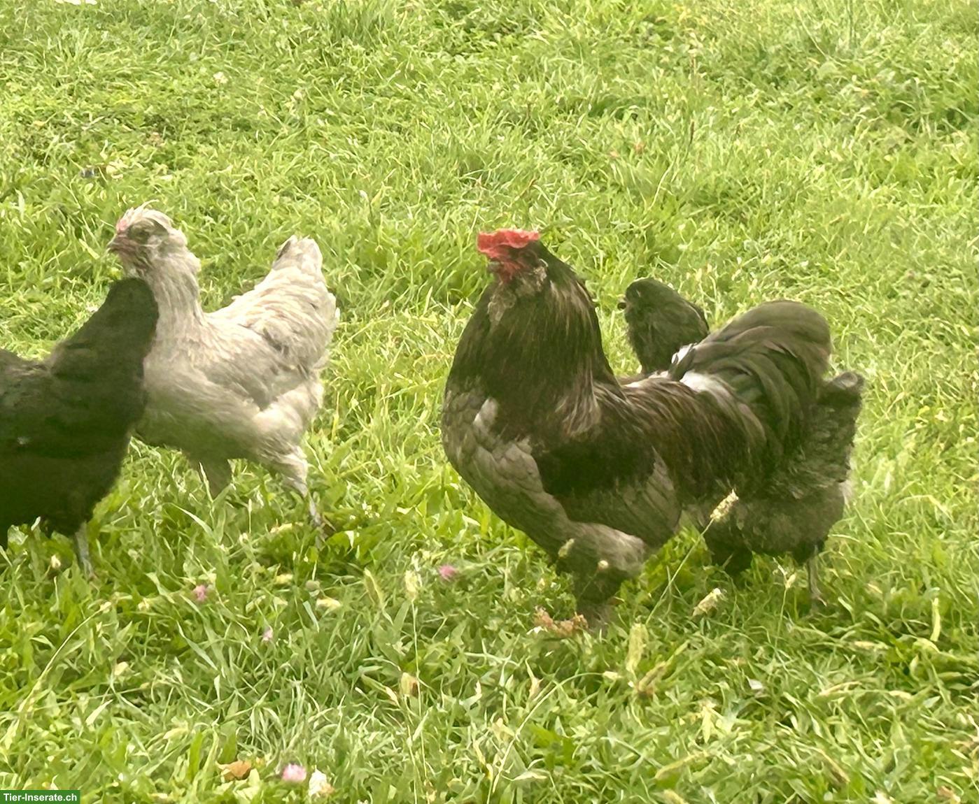 Araucana Grossrasse zu verkaufen