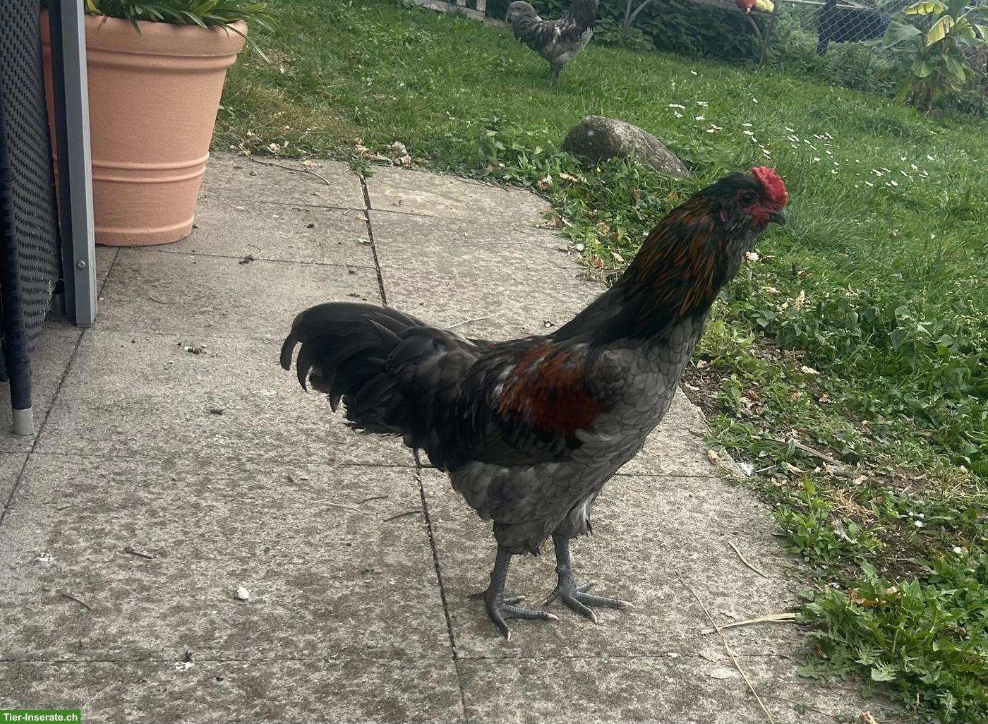 Bild 2: Araucana Grossrasse zu verkaufen