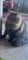 Heilige Birma x Perser Mix Katze Nala, 3.5-jährig