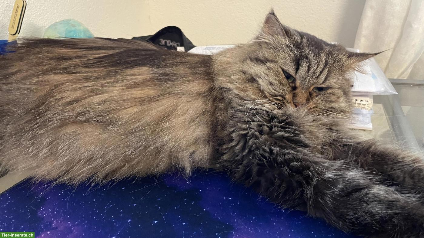 Bild 2: Heilige Birma x Perser Mix Katze Nala, 3.5-jährig