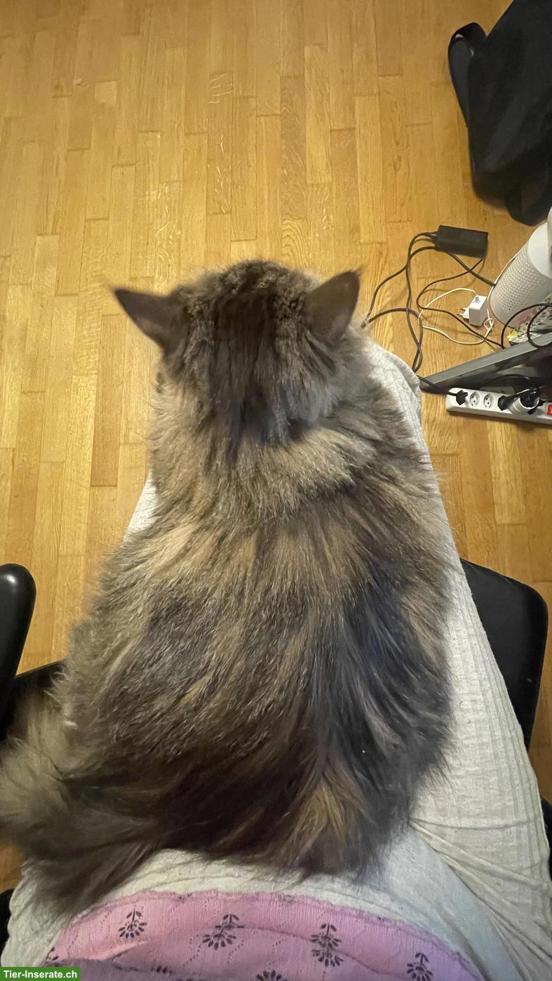 Bild 3: Heilige Birma x Perser Mix Katze Nala, 3.5-jährig
