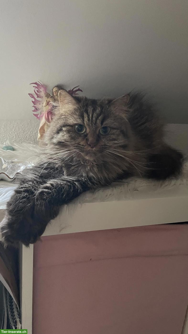 Bild 4: Heilige Birma x Perser Mix Katze Nala, 3.5-jährig