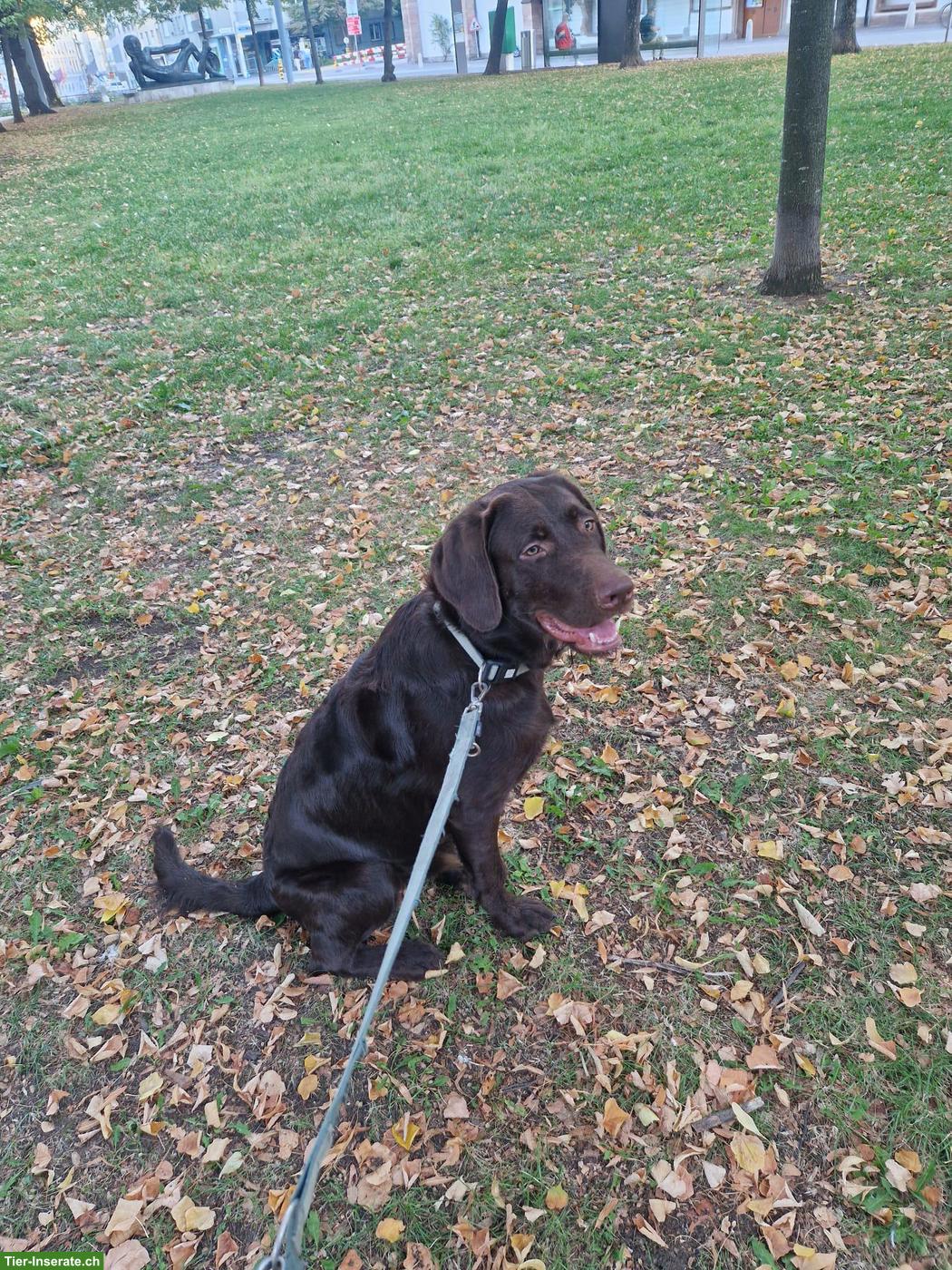 Labradoodle Rüde, 9 Monate, sucht liebes Zuhause