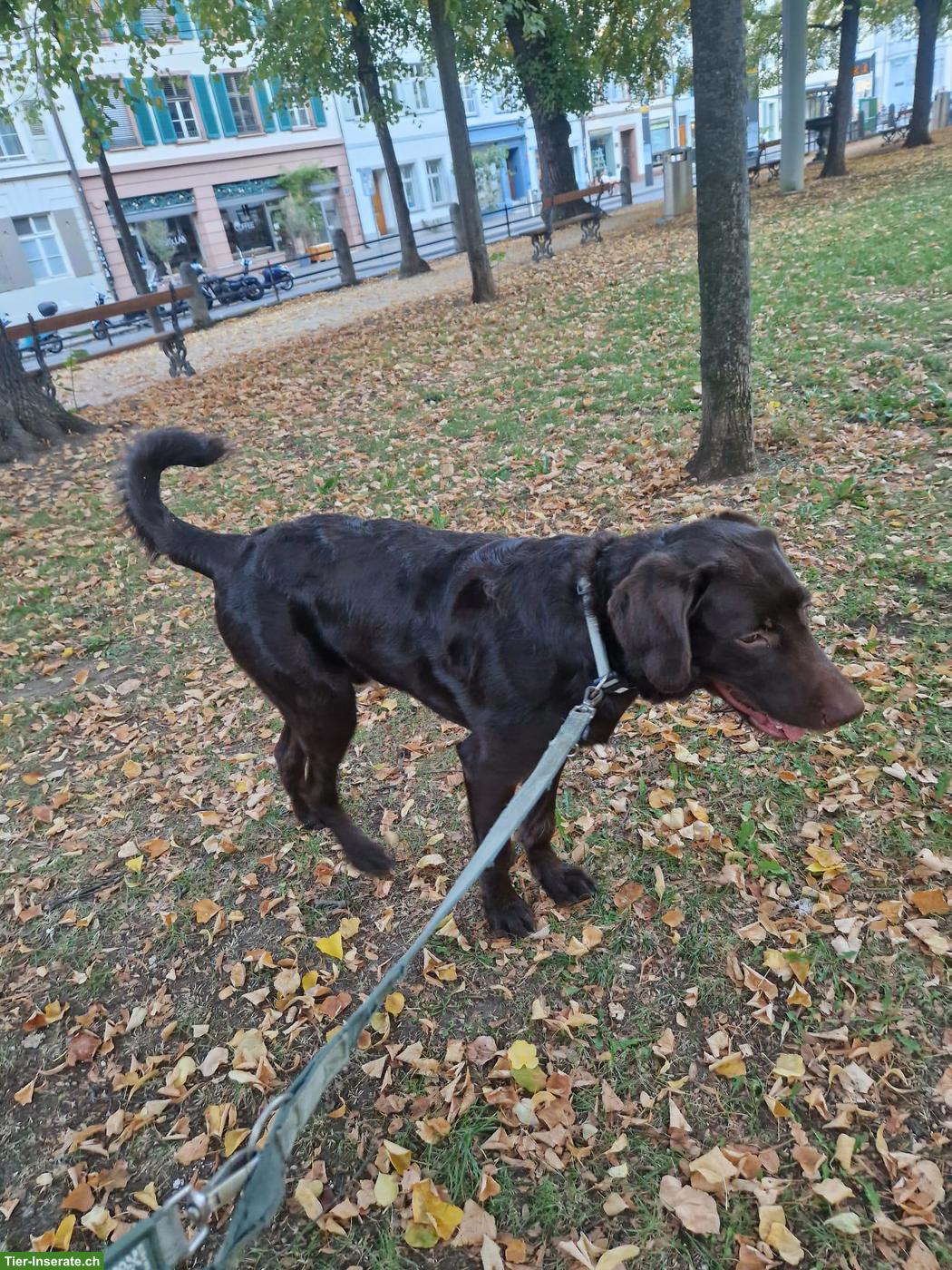 Bild 3: Labradoodle Rüde, 9 Monate, sucht liebes Zuhause