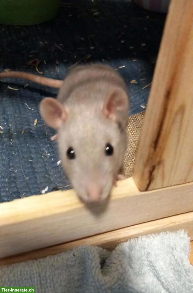 3 junge Ratten: Farb-, Dumbo- und Siamratte