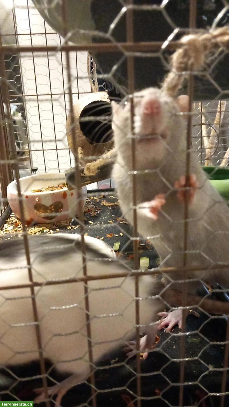 Bild 3: 3 junge Ratten: Farb-, Dumbo- und Siamratte