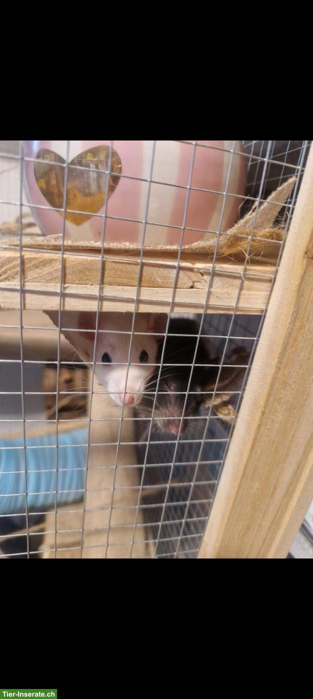 Bild 6: 3 junge Ratten: Farb-, Dumbo- und Siamratte
